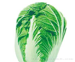 供应改良青杂三号—白菜种子 