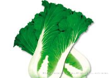 供应秋香80—白菜种子 