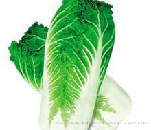供应秋香70—白菜种子 