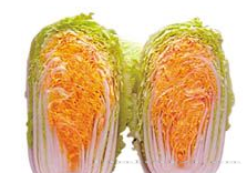 供应娃娃红—白菜种子 