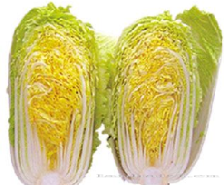 供应娃娃黄—白菜种子 
