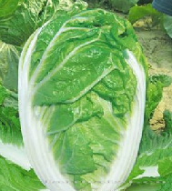 供应夏优白1号—白菜种子 