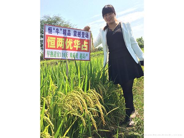 恒两优华占 