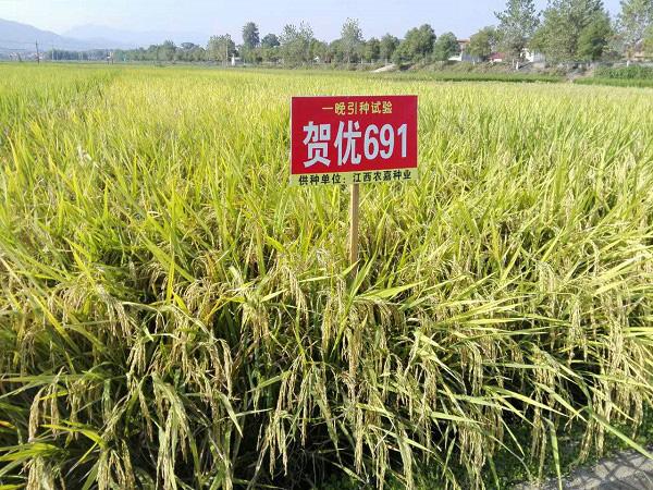 贺优691 