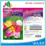 松大花种子 蔬菜种子 紫茉莉种子