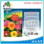 松大花种子 蔬菜种子 松叶牡丹种子