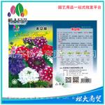 松大花种子 蔬菜种子 美女樱种子