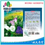 松大花种子 蔬菜种子 风铃花种子