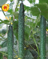 供应秋棚201—黄瓜种子 
