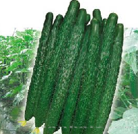 供应亨优407—黄瓜种子 