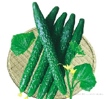 供应亨优406—黄瓜种子 