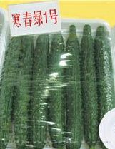 供应寒春绿1号—黄瓜种子 