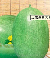 供应甜玉翡翠—甜瓜种子 