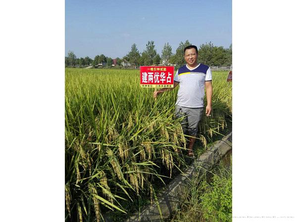 建两优华占