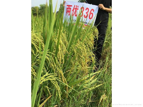 两优336