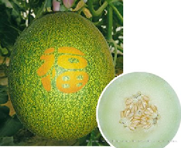 供应炫彩—甜瓜种子 