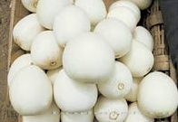 供应珍宝—甜瓜种子 