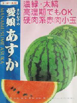 供应爱娘—西瓜种子 