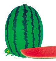 供应新大农—西瓜种子 