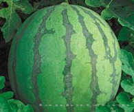 供应雷克—西瓜种子 