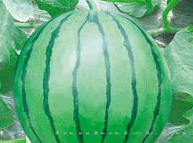 供应8424（经典品种）—西瓜种子 