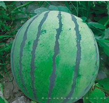 供应甘红—西瓜种子 