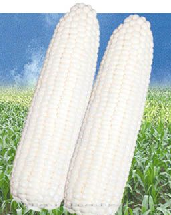 供应晶糯8号—菜用玉米种子 