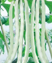 供应长白一号—菜豆种子 