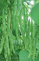供应超级青玉—菜豆种子 