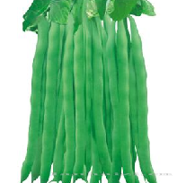 供应长青三号—菜豆种子 