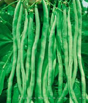 供应青二号—菜豆种子 