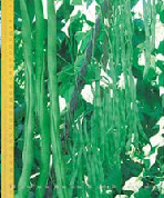 供应长青一号—菜豆种子 