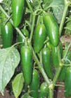 供应子弹头2号—辣椒种子 