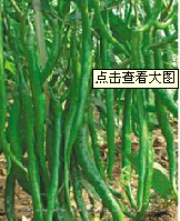 供应长虹368线椒—辣椒种子 