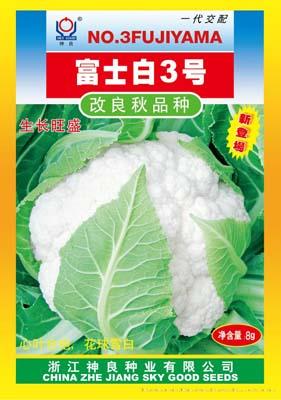 富士白3号改良秋品种
