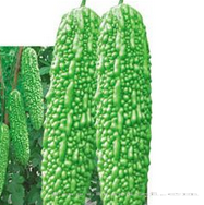 供应华碧—苦瓜种子