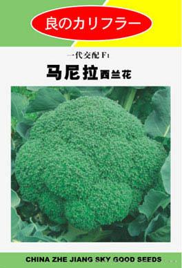 马尼拉西兰花