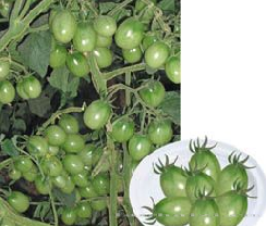 供应碧玉小番茄—番茄种子 