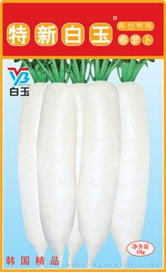 特新白玉春萝卜
