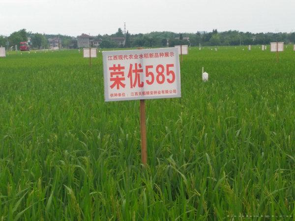荣优585 
