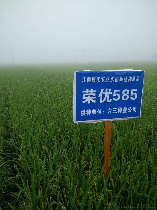 荣优585 
