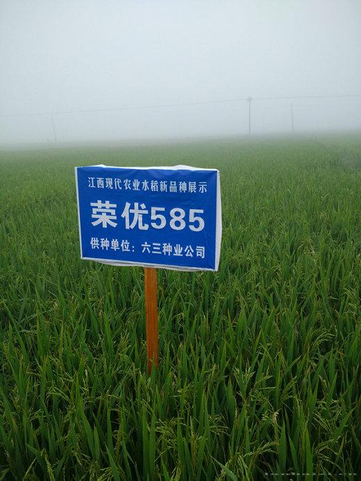 荣优585 