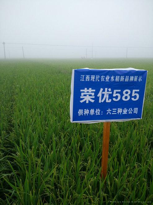 荣优585 
