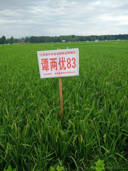 潭两优83 