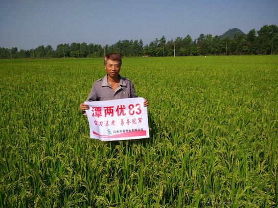 潭两优83 