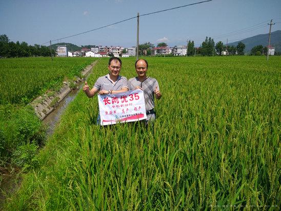 长两优35 