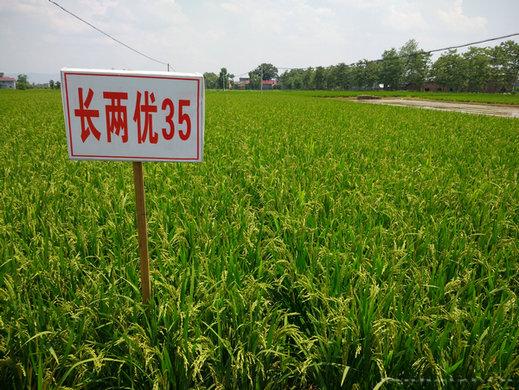 长两优35 