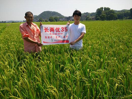长两优35 