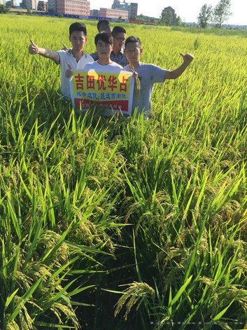 吉田优华占 