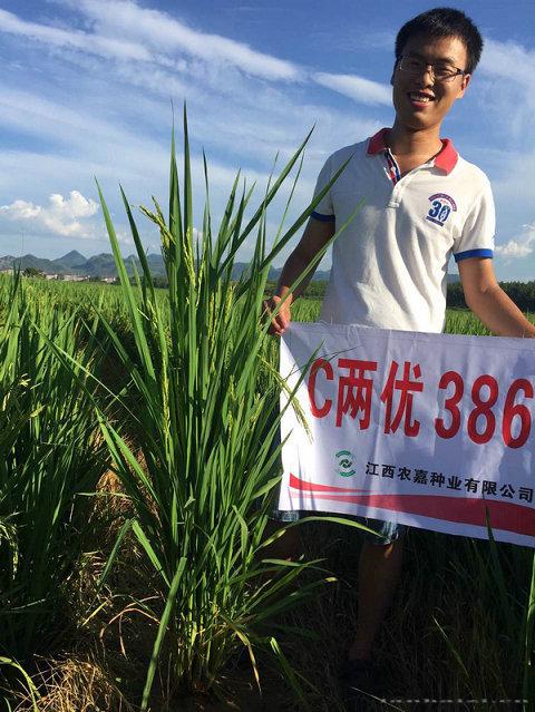 C两优386 